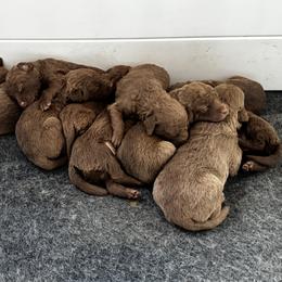 Boy 4 - Brown male Chesapeake Bay Retriever puppy in Lake Anna, Virginia from Three Horses Chesapeakes