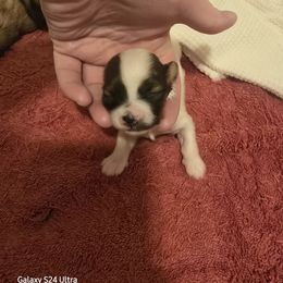 Lance - White male Havanese puppy in Melba, Idaho from Lawson Havanese