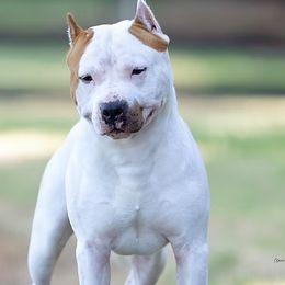 American Staffordshire Terrier puppies from Blue Eagle Kennels