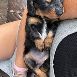 Dachshund and French Bulldog Puppies from Jessica's French Bulldogs and Dachshunds