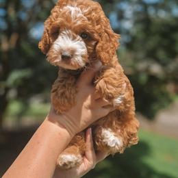 Ronnie - Red  male Goldendoodle puppy in Austin, Texas from Cedarcrest Goldendoodles