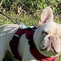 French Bulldogs from Lucy & Co. Frenchie Boutique