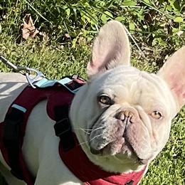 French Bulldogs from Lucy & Co. Frenchie Boutique