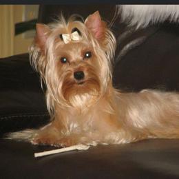 Chanel - Yorkshire Terrier
