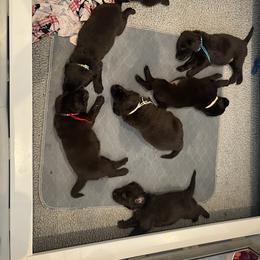 Flat-Coated Retriever Puppies from Kaia Golden Flat Coat