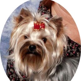 Rufus - Yorkshire Terrier