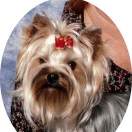 Rufus - Yorkshire Terrier