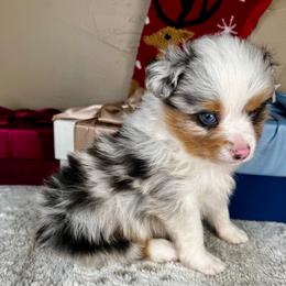 Flurry - Blue merle male Toy Australian Shepherd puppy in Tonasket, Washington from V5 Aussies