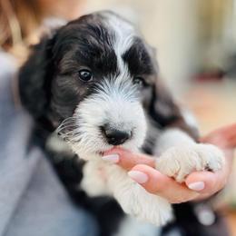 Maple - Black and white female Aussiedoodle puppy in Hempstead, Texas from Young Gun Aussies