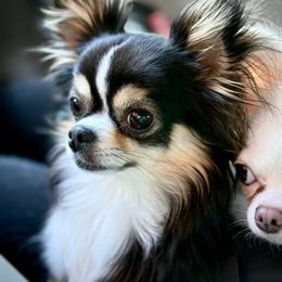 Chloe - Chihuahua
