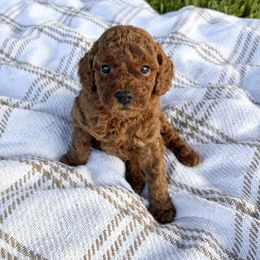 Autumn - Red  female Poodle puppy in Florida from Rouge Poodles