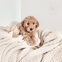 Braylee - Apricot female Goldendoodle puppy in Madisonville, Kentucky from Carlie and Co. Goldendoodles