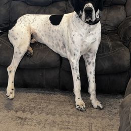 Great Dane Puppies from Blackmon Family Danes