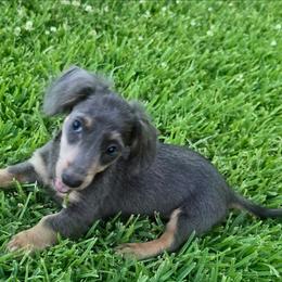Hercules - Blue and tan male Dachshund puppy in Vacaville, California from SchmooterBabies