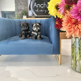 Yorkipoo puppies from Anchor Dogs