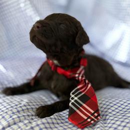 Glover - Chocolate male Goldendoodle puppy in Camden, North Carolina from Oopsie Doodles of NC