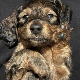 Mr. Shaded Red - Red male Dachshund puppy in Woodland, California from Long Little Doggies