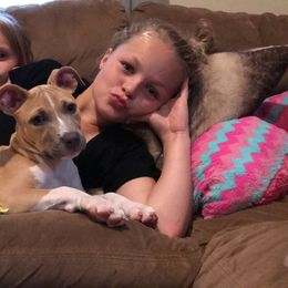 American Pit Bull Terrier Puppies from Kaotic APBTs