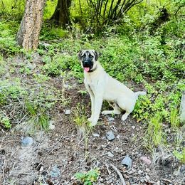 Anatolian Shepherd Dog Puppies from Apex Anatolians