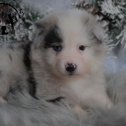Zayanna - Blue merle female Australian Shepherd puppy in Fultonville, New York from Sandy Aussies & Pomeranians