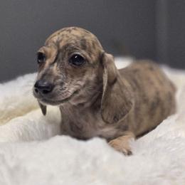 Romeo - Cream male Dachshund puppy in Mcminnville, Tennessee from Red Barn Farms Minis