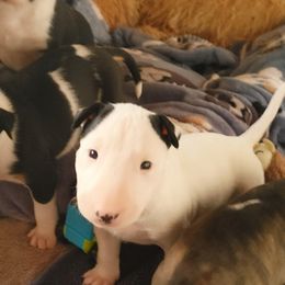 Bull Terrier Puppies from Rockbuster Bull Terriers