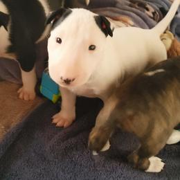 Bull Terrier Puppies from Rockbuster Bull Terriers