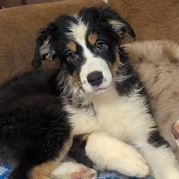 Mazie - Black female Australian Shepherd puppy in Medina, Ohio from Brewedstone Australian Shepherds