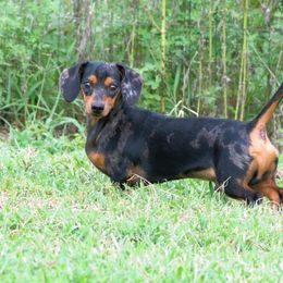 Turbo - Dachshund