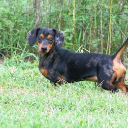 Turbo - Dachshund