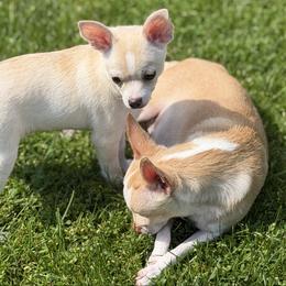 Gary - Cream and white male Chihuahua puppy in Amity, Pennsylvania from Rhoda and Verna