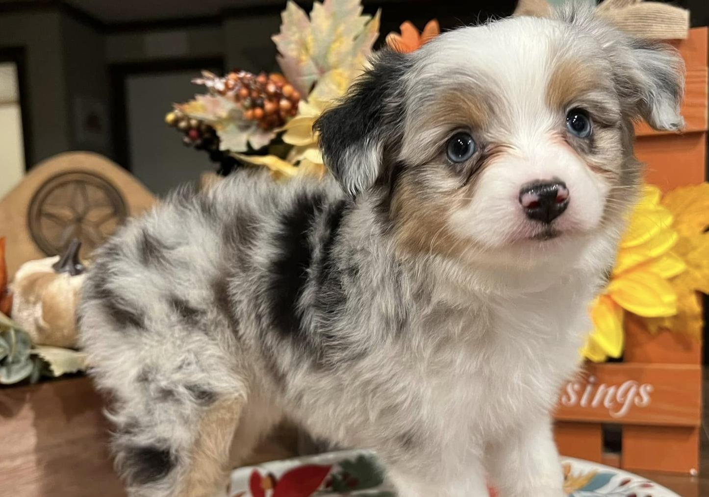 BMNM2 Toy Aussies in Texas | Toy Australian Shepherd puppies | Good Dog