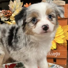 Toy Australian Shepherds from BMNM2 Toy Aussies
