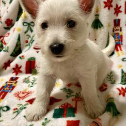 Dickens (Green) - White male West Highland White Terrier puppy in Jefferson, North Carolina from McGuire’s High Country Terriers