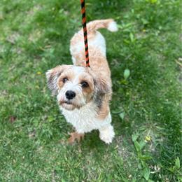 Mulberry - Red female Havanese puppy in Chaska, Minnesota from Happy Paws Havanese