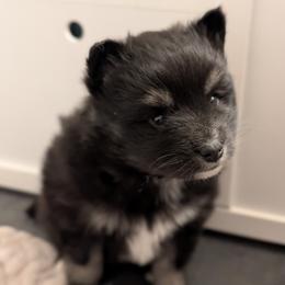 Nova - Tri-color female Pomsky puppy in Temple, Texas from Lone Star Pomsky