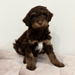 Creede - Brown and white male Aussiedoodle puppy in Allen, Texas from Calena’s Doodles
