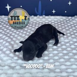 Voodoo - Black male Australian Shepherd puppy in Tucson, Arizona from TTTNT Aussies