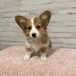 Pecos - Red male Pembroke Welsh Corgi puppy in Mc Cammon, Idaho from Sunny J Corgis and Mini Americans