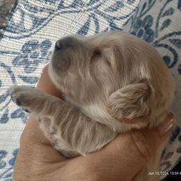 Dachshund Puppies from Weiners on a Hill