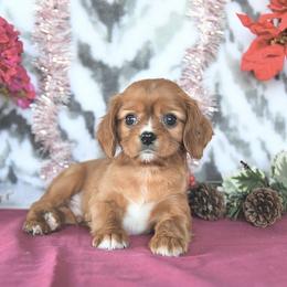 Blythe - Ruby female Cavalier King Charles Spaniel puppy in Sacramento, California from Blueberry Hill Cavaliers