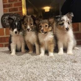 Shetland Sheepdog Puppies from Southern Charm Sheltie’s
