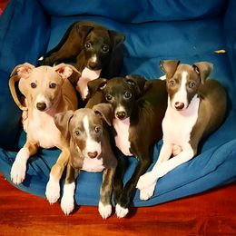Italian Greyhound Puppies from Divine Italian Greyhounds