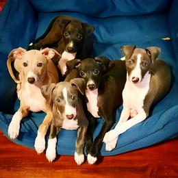Italian Greyhound Puppies from Divine Italian Greyhounds