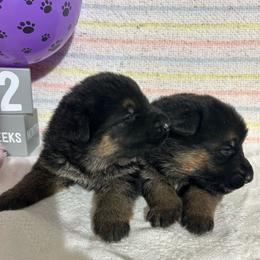 Ellie - Black and tan female German Shepherd puppy in Stanardsville, Virginia from Majestic K9 LLC
