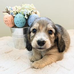 Dreamer 3500 - Cream male Dachshund puppy in Sylvania, Alabama from Yancey’s Doxies