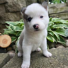 Elliot - Gray and white male Siberian Husky puppy in Addison, Michigan from Gray Run Siberian Huskies
