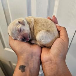 Betsy - Light golden female Golden Retriever puppy in Inman, South Carolina from Shadow Acres