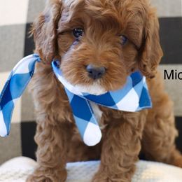 Cavapoo, Goldendoodle, and Poodle Puppies from Pitter Patter Puppies