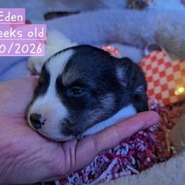Pembroke Welsh Corgi and Siberian Husky Puppies from Regal Huskies of the Carolinas